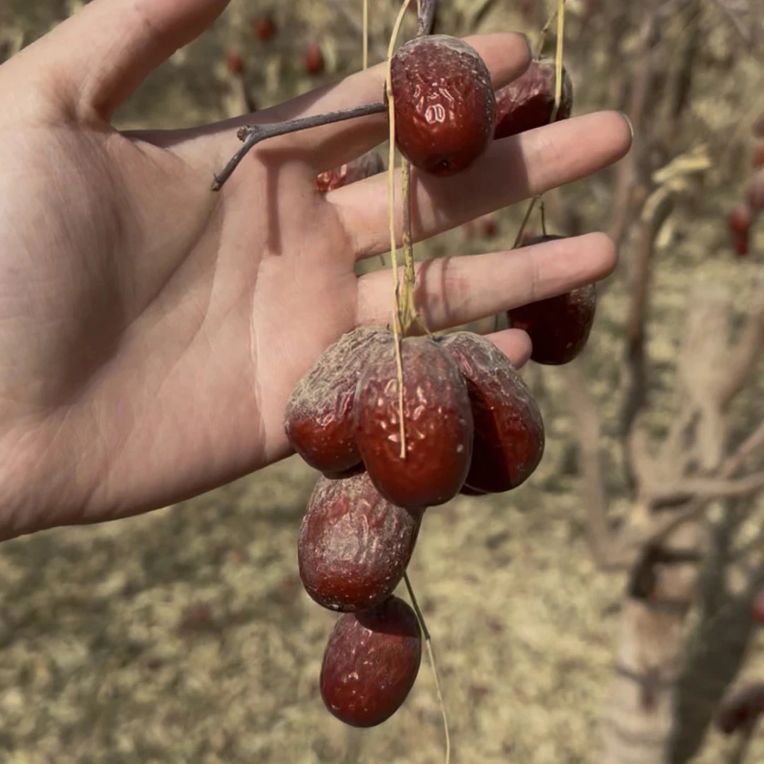 新疆灰枣原生态自然吊干未清洗新疆直发5斤装