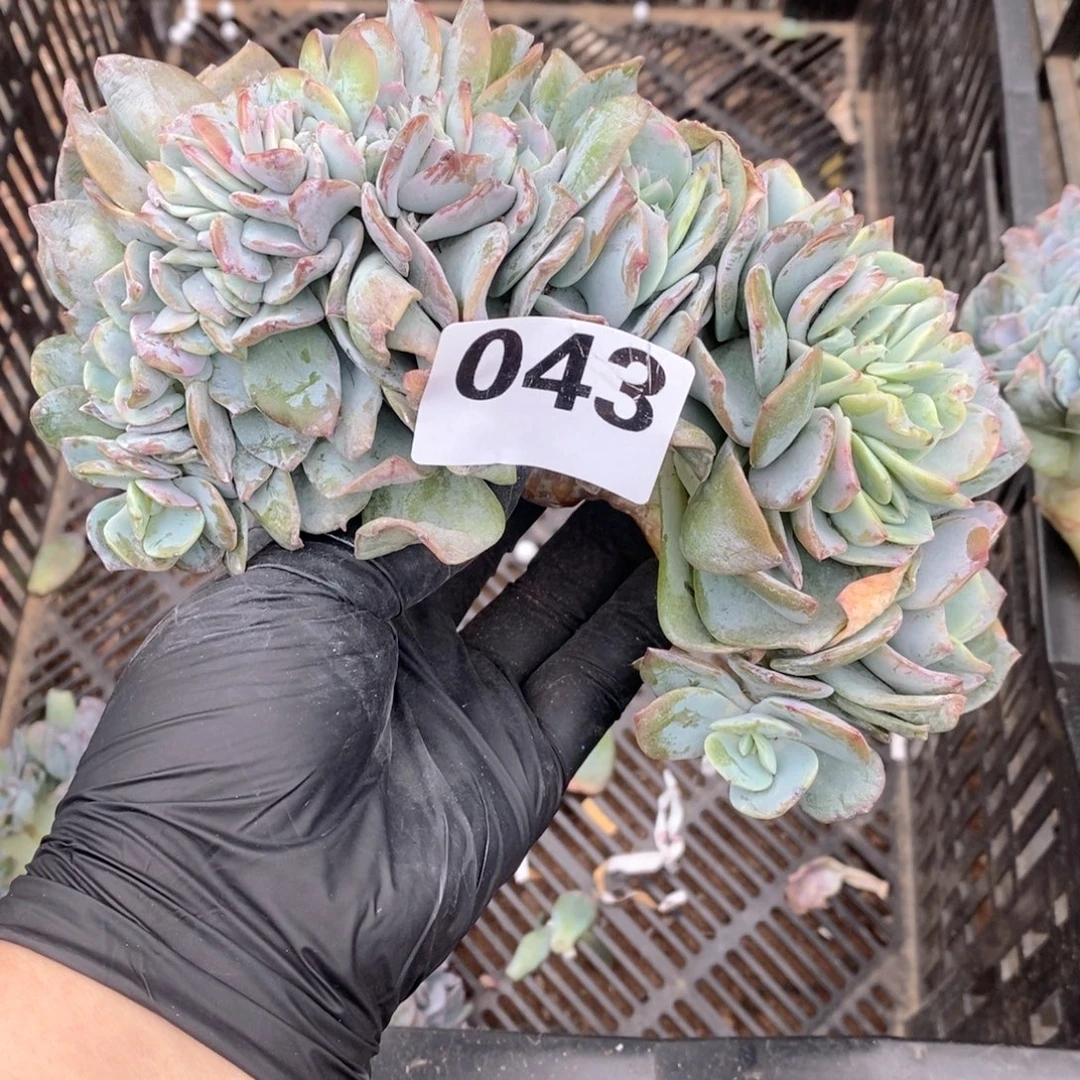 格***文43 白凤缀瑕疵哇哇哇