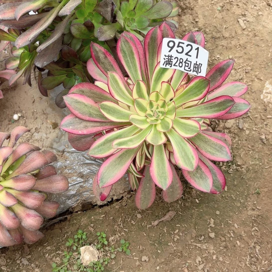 X   9521冰淇淋多肉