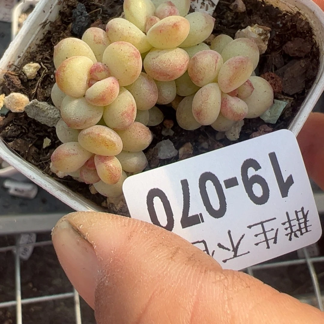 小卡拉米糖心一物一拍19-70