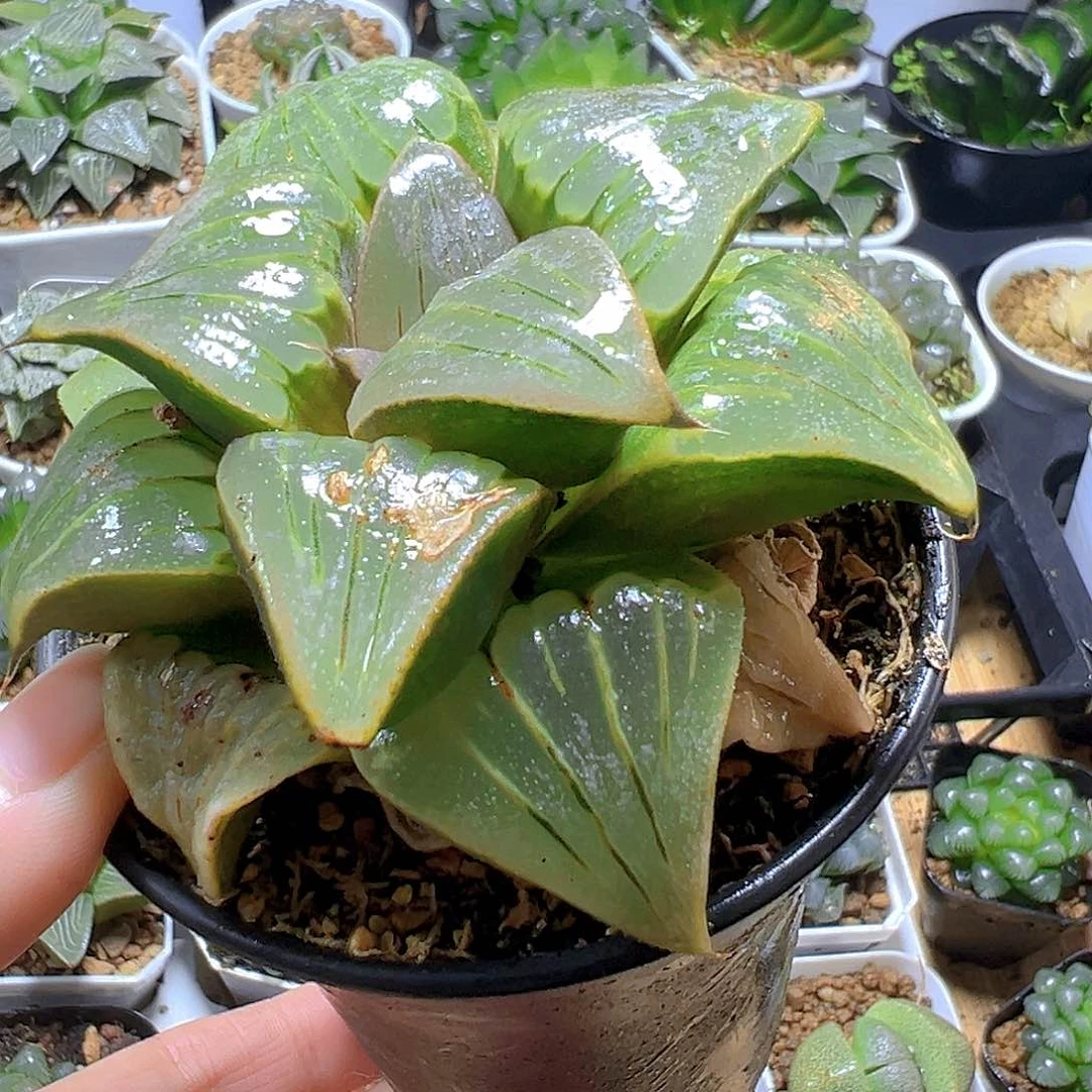 瑕疵媚凤万象盆玉露多肉多肉一颗