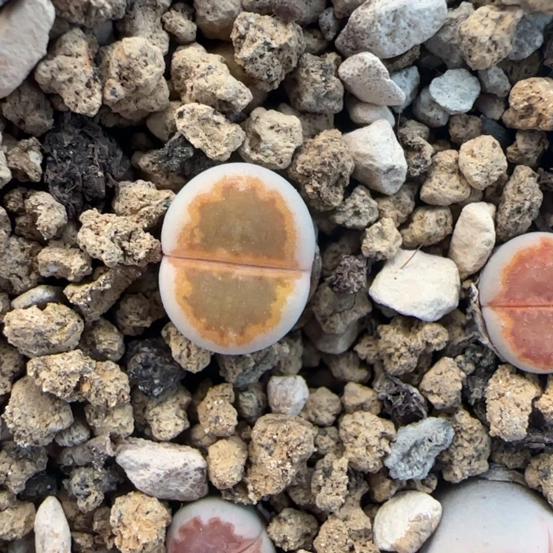 二蜕小个子黄金饼干