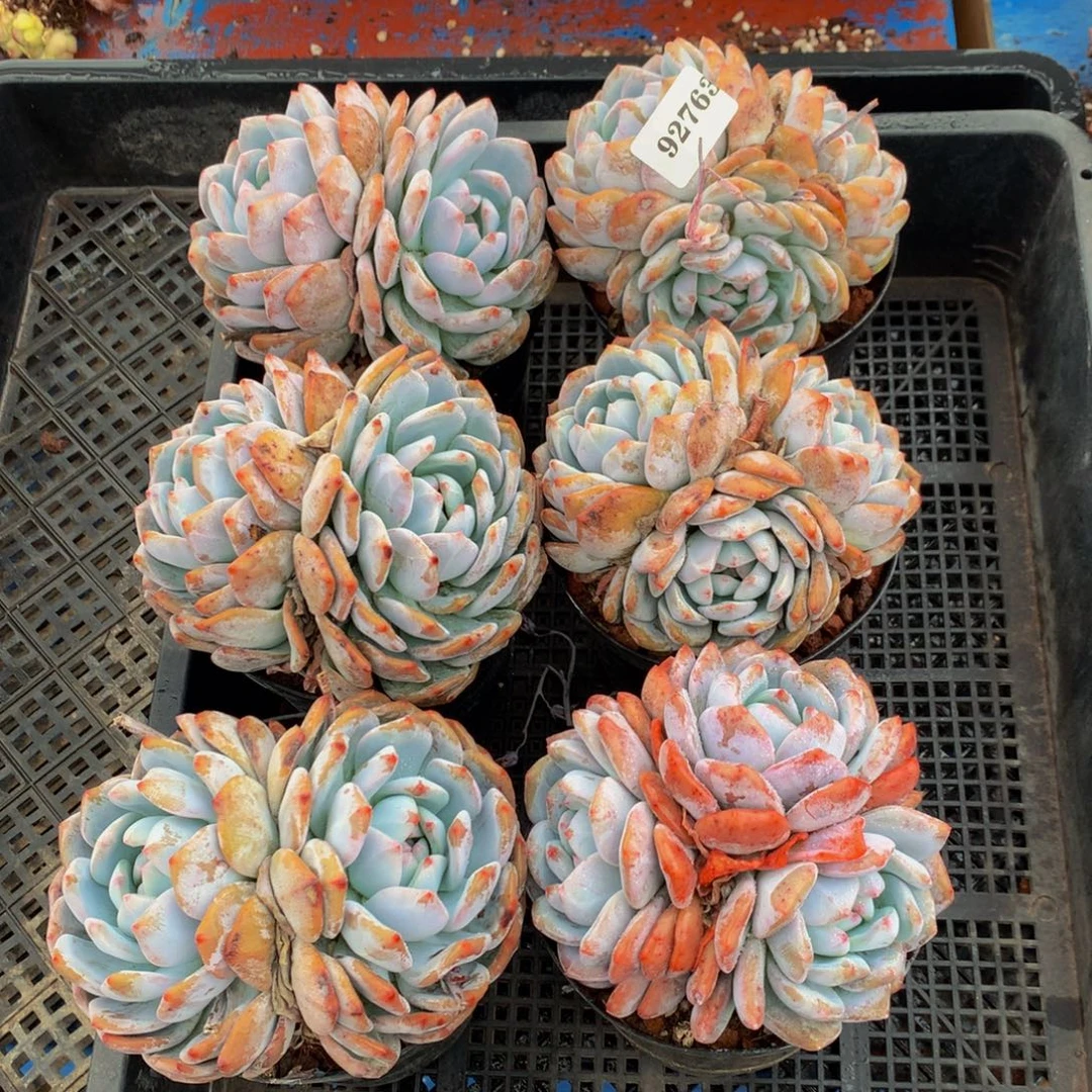 *****92763六个嗯嗯嗯嗯嗯嗯加油