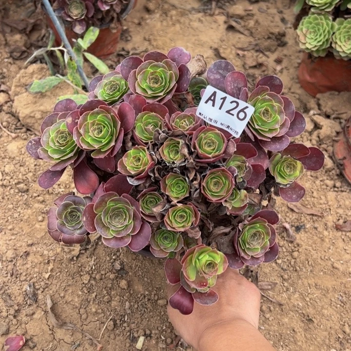 魅金微瑕多肉植物126.
