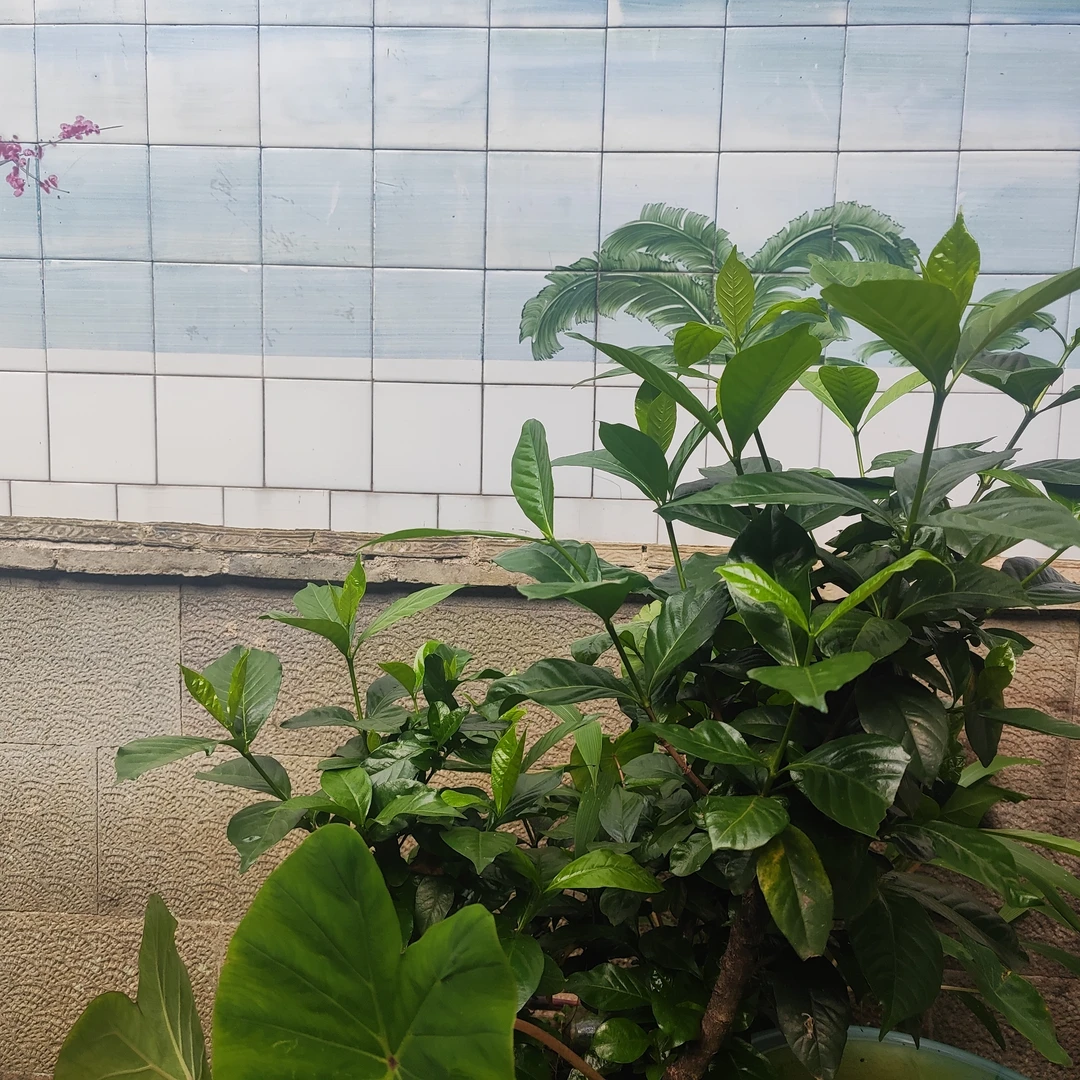 三岔塘土货 零时链接菇