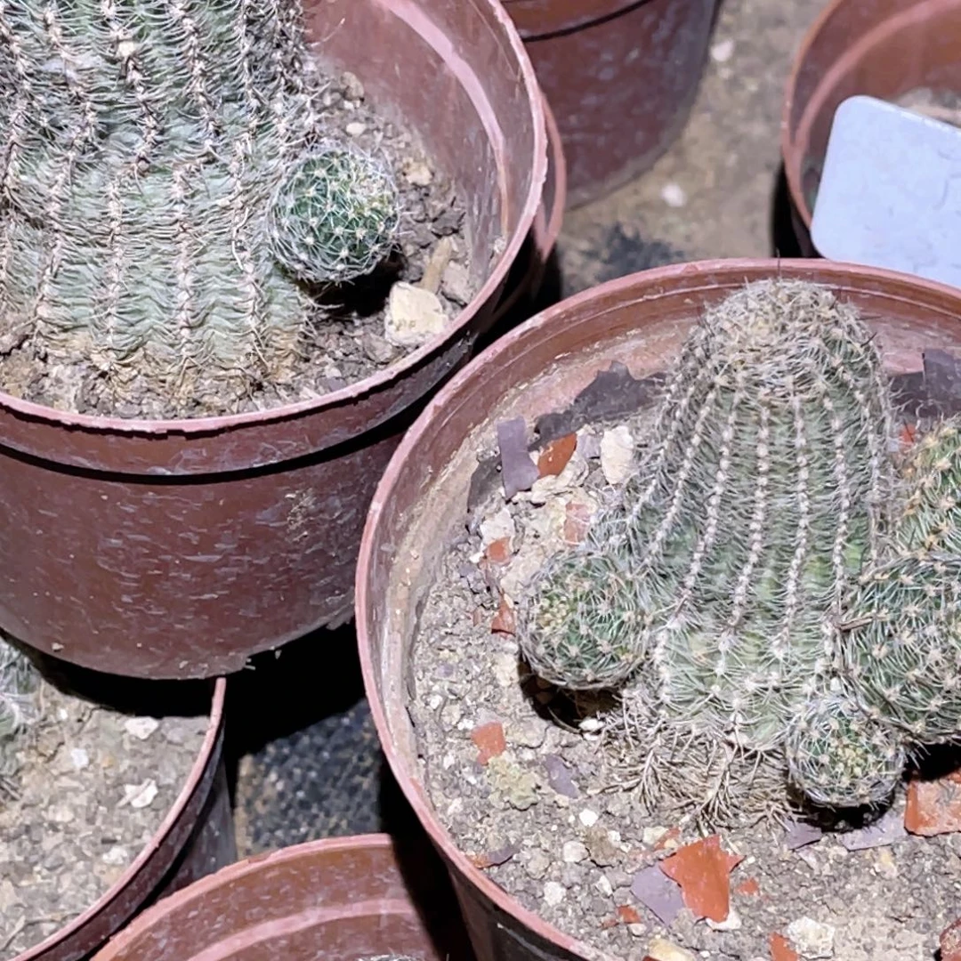 m***g赖之星 2颗 带盆土发货