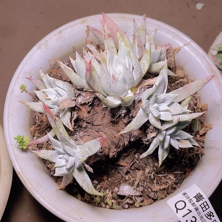 第***丸小鹿多肉一物一拍1302