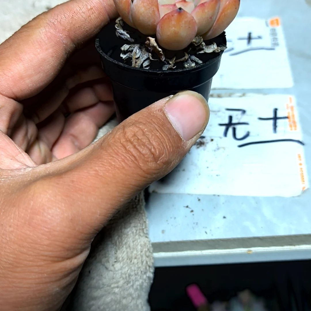 满6元包邮，荷花绝绝子老苗俩颗