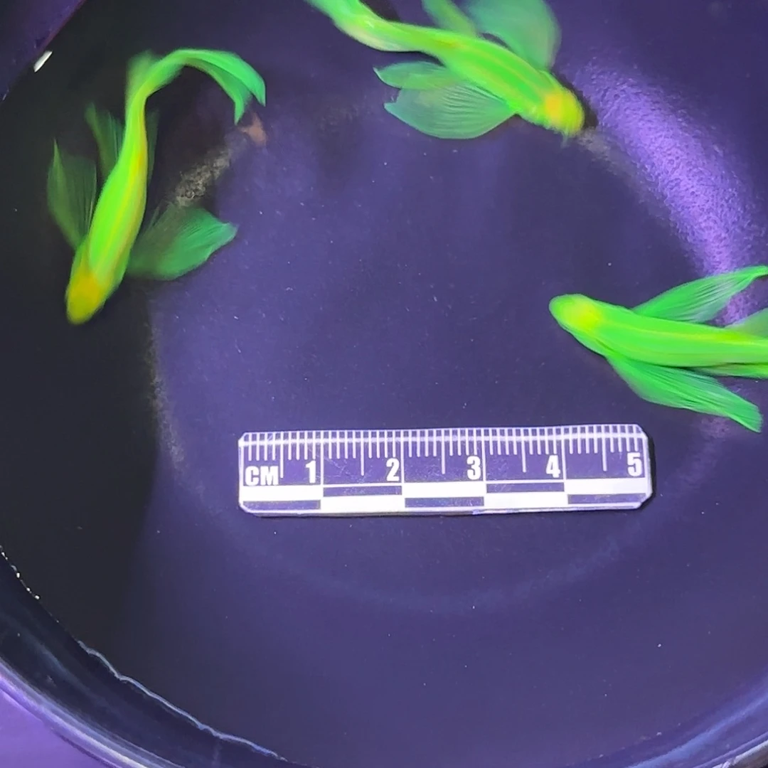 斑马鱼蝶翼斑马种鱼绿3条
