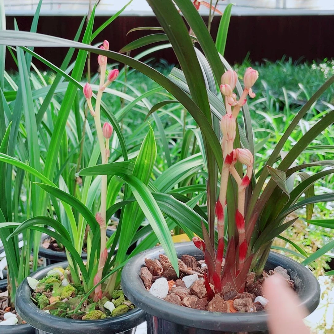 尘***。完全开放一物一拍漂亮开花