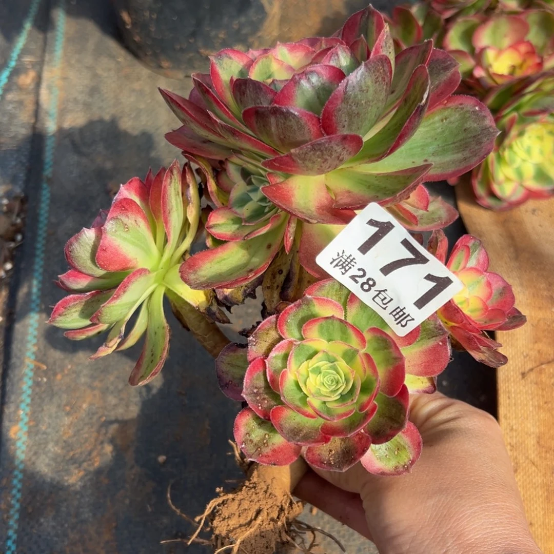 多肉植物171无售后