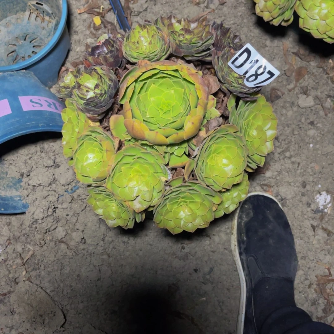 墨染法师26/////54包邮