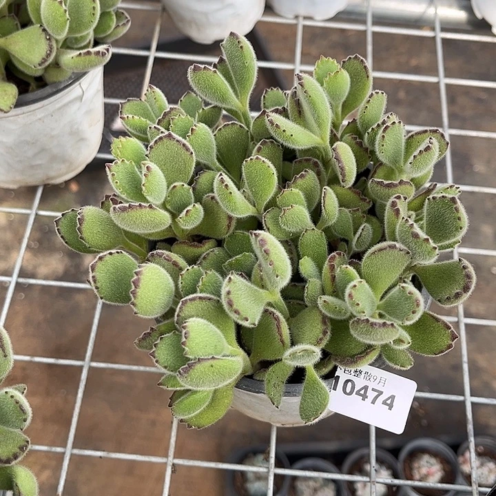 阿雅园艺。         474熊童子