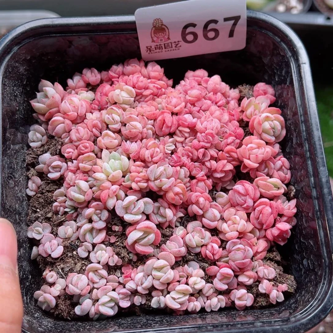 多肉植物多肉植物