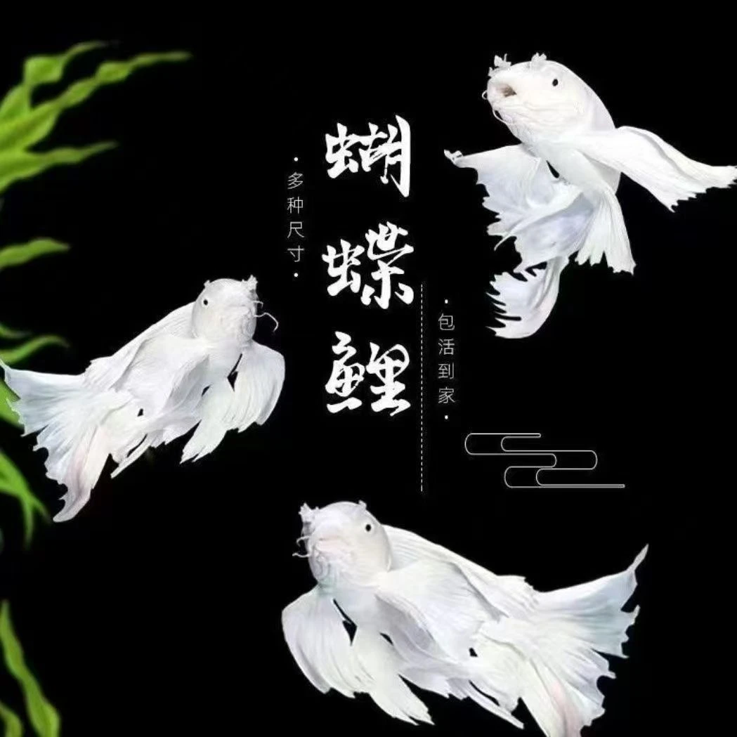 (2)纯正台湾白蝴蝶金蝴蝶鲤黑黄锦鲤观赏鱼活体包邮包售后