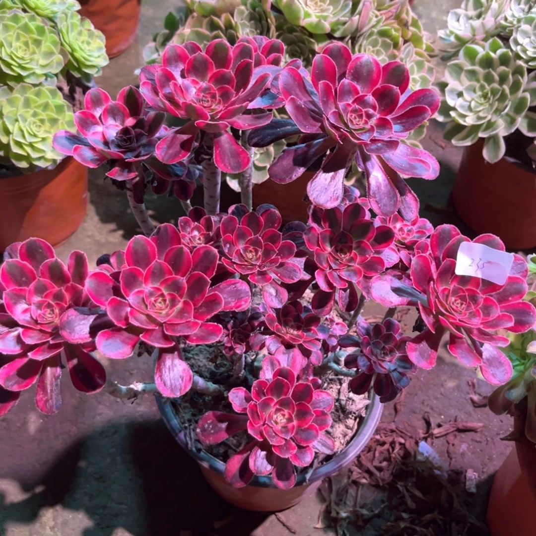 多肉植物丽娜000235