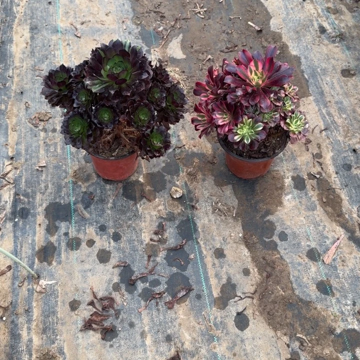 一单包邮不包侧枝3