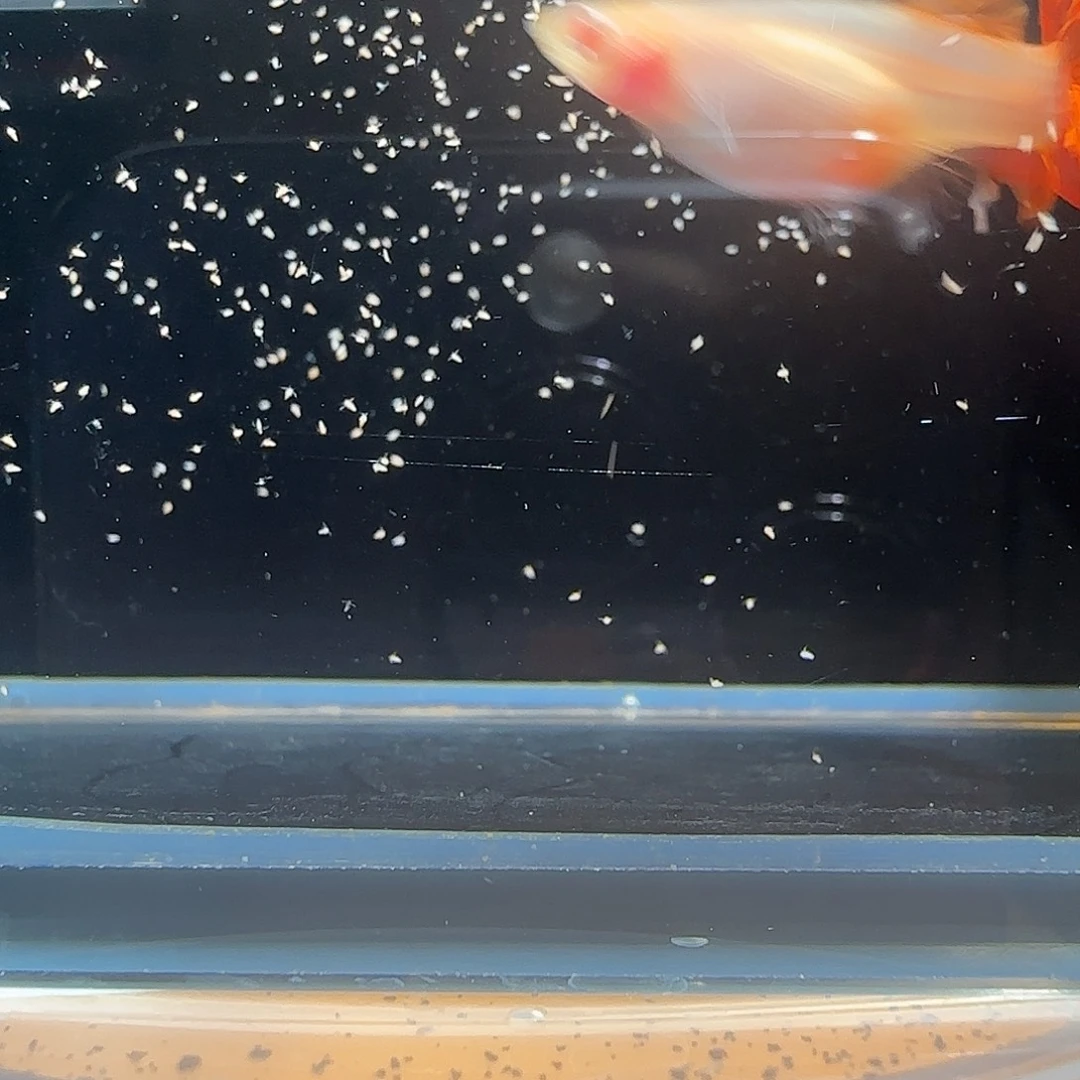 孔雀鱼关注主播参加竞拍