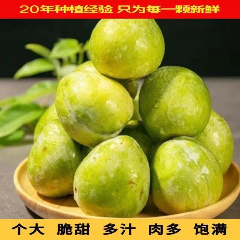 新鲜青奈李果园直发现摘现发脆甜多汁核小肉厚