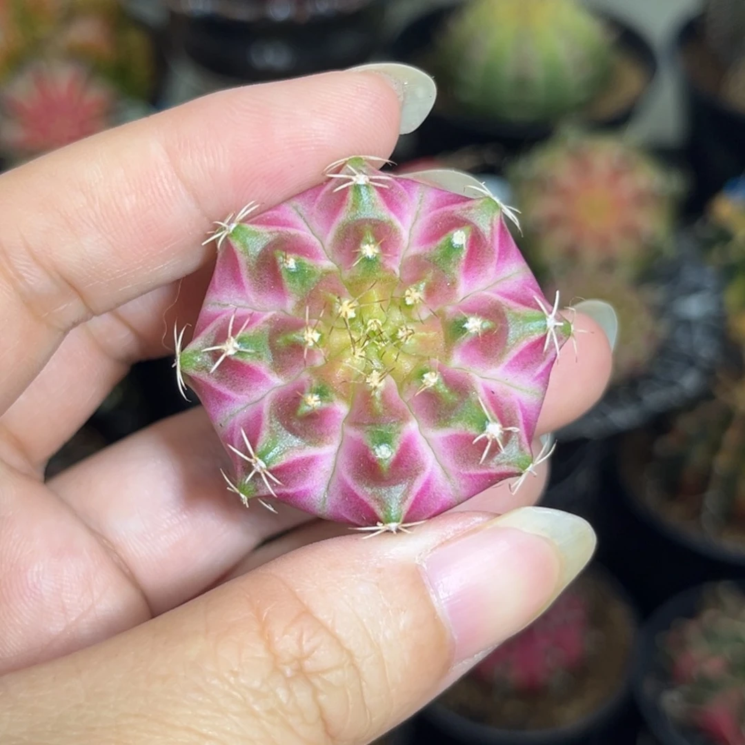 泰系实生轮回，裸根发货
