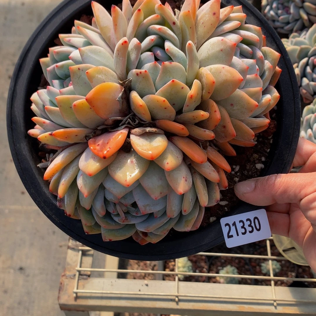 21330多头一个嗯嗯嗯