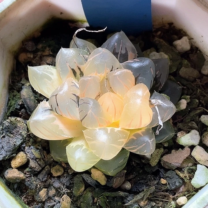 930水中月一物一拍