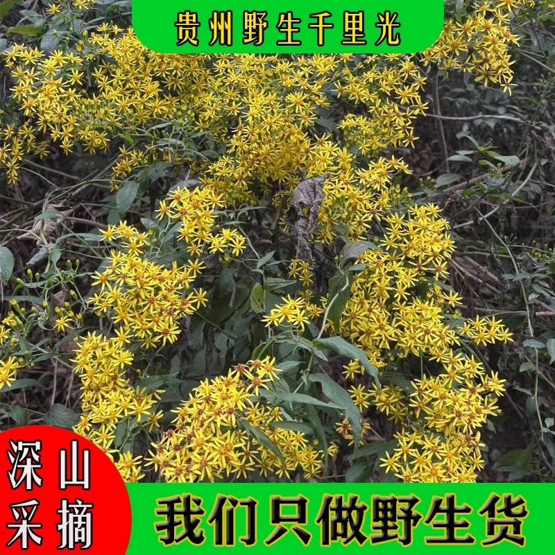 千里光九岭光九里光纯天然贵州深山野生中药材消炎止痒泡澡熏眼