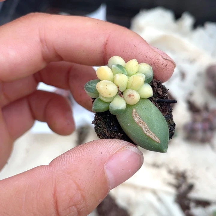 千代田之松锦随机发满18