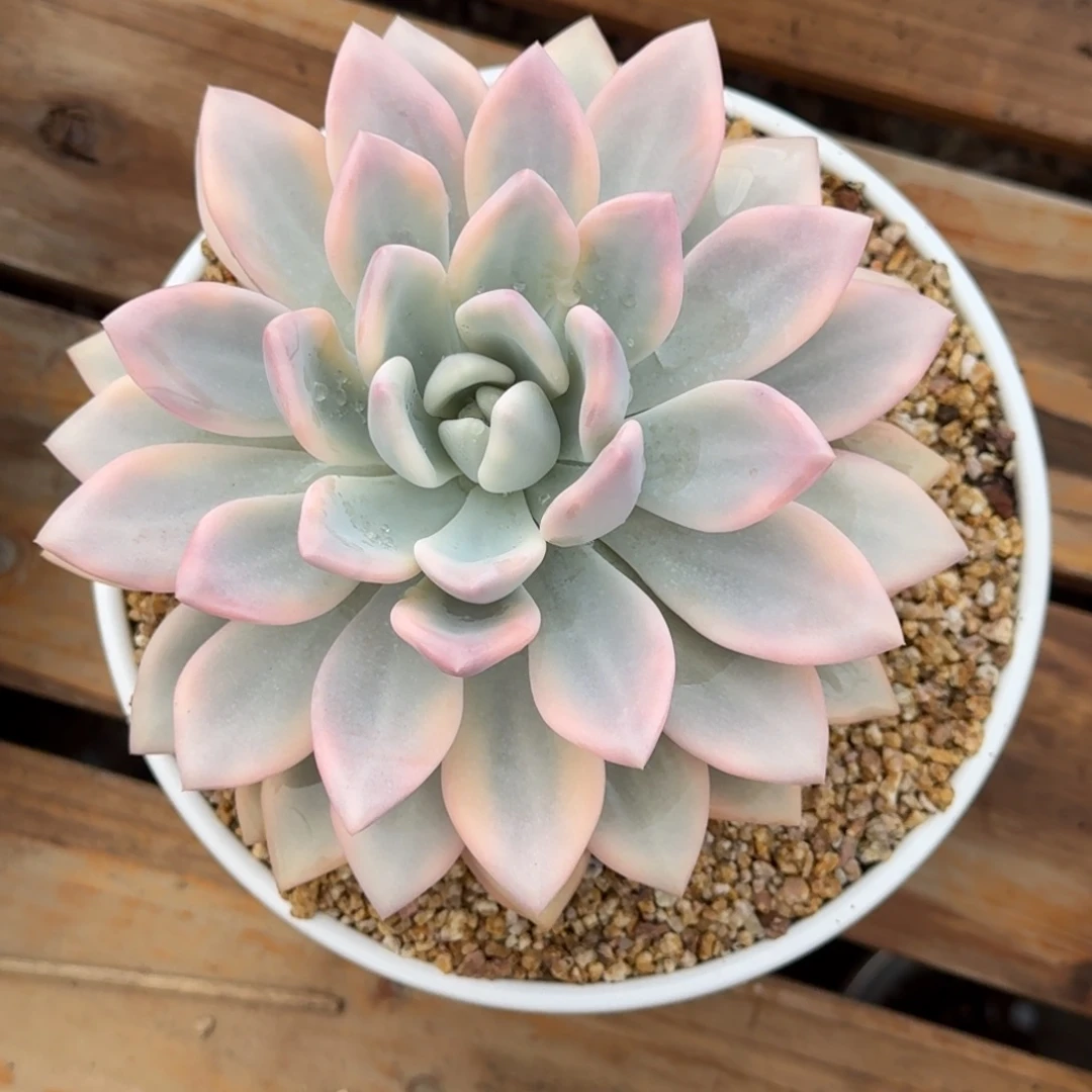 奥普锦多肉植物的