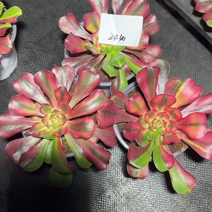 秋***美多肉植物保护专业2440