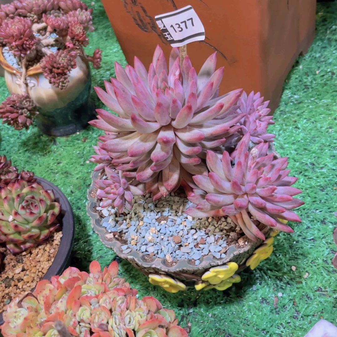流沙虞美人多肉植物1377