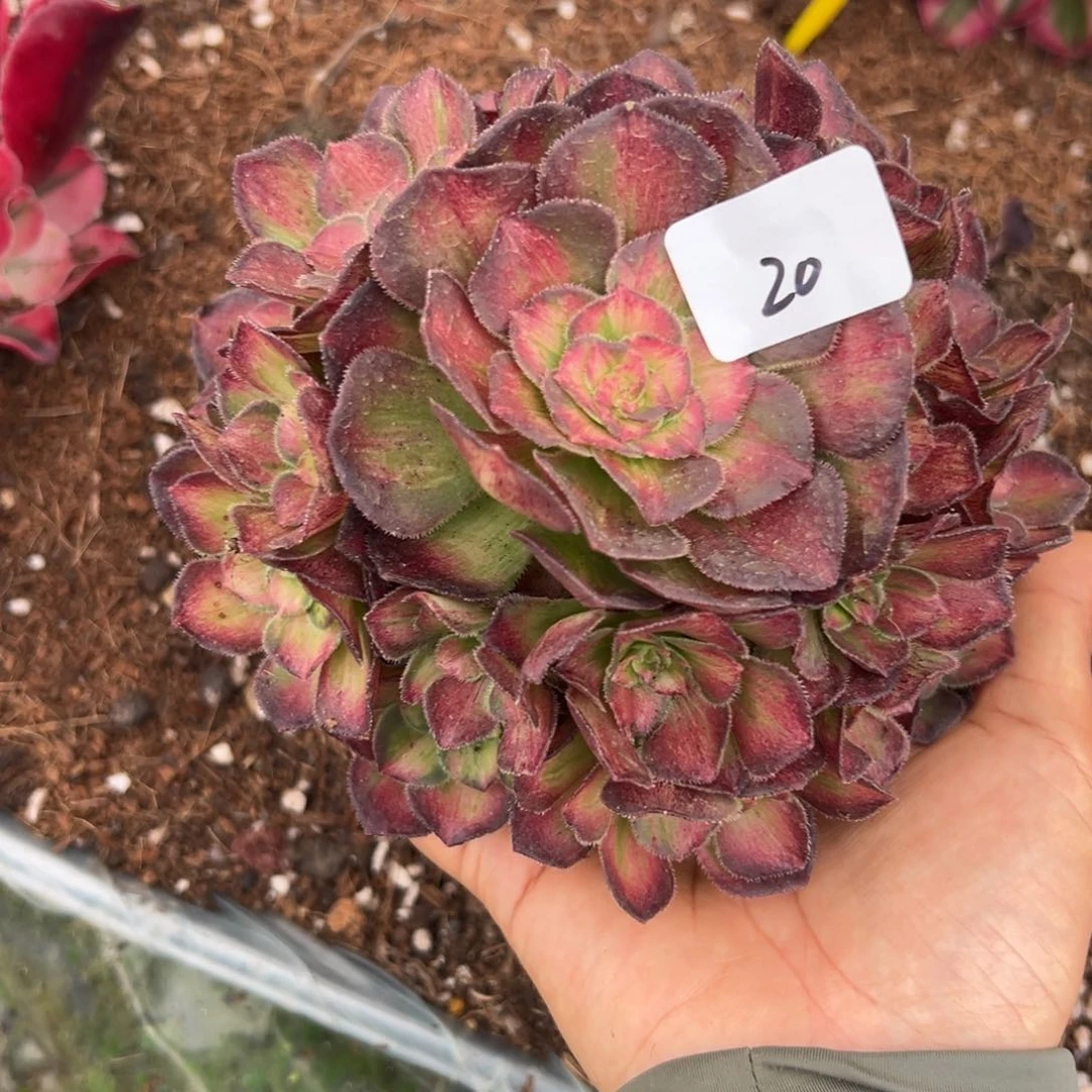 20龙鳞无根多肉植物系