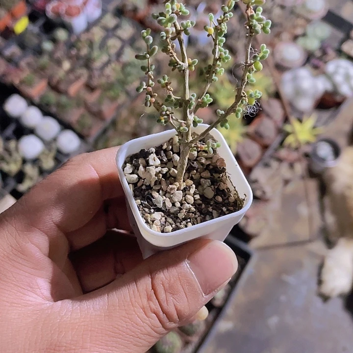 妙*定向糖球满25包邮