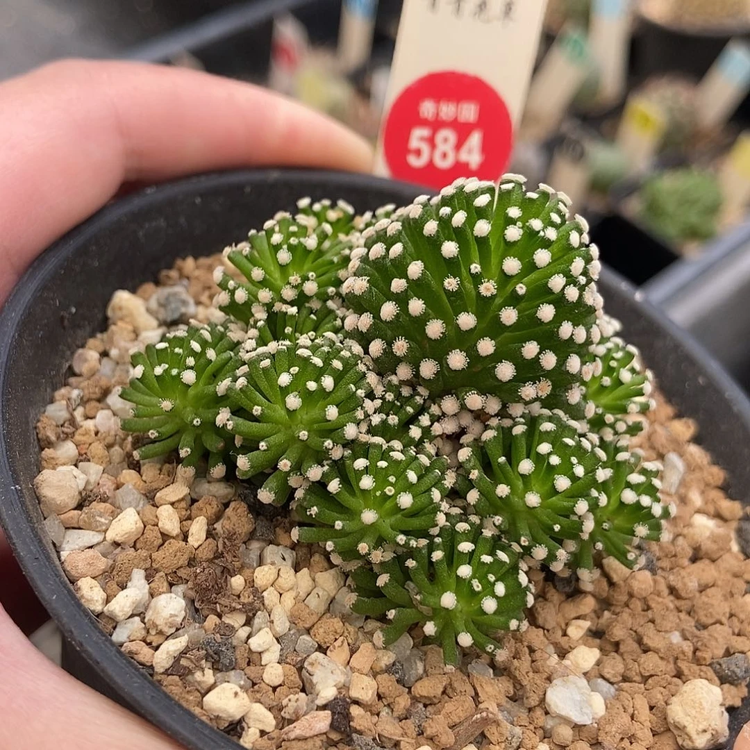 自根松针牡丹群一颗仙人球568cm