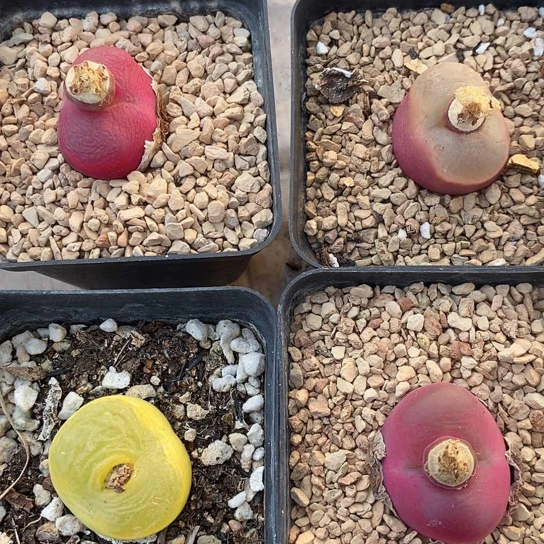 2773母本桃子四颗带盆