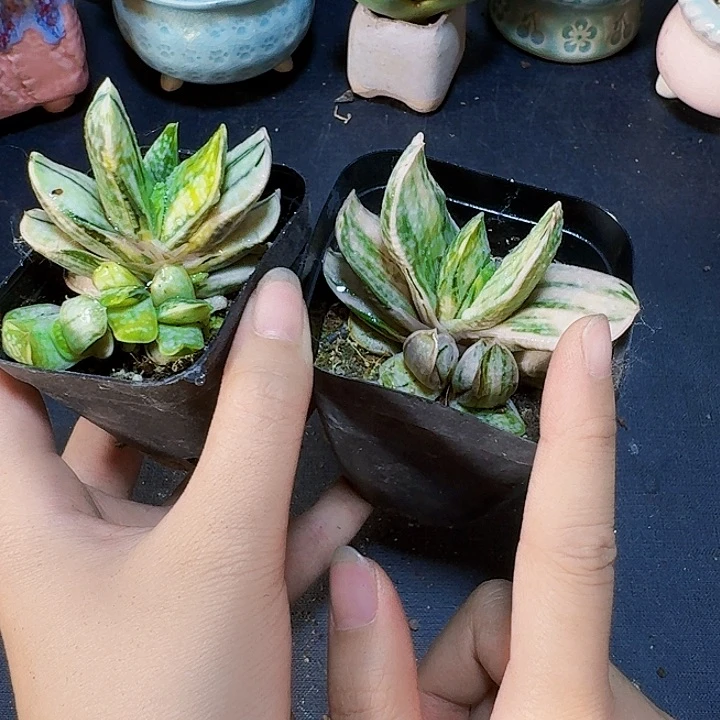 蜗牛锦裸根一颗福利炸