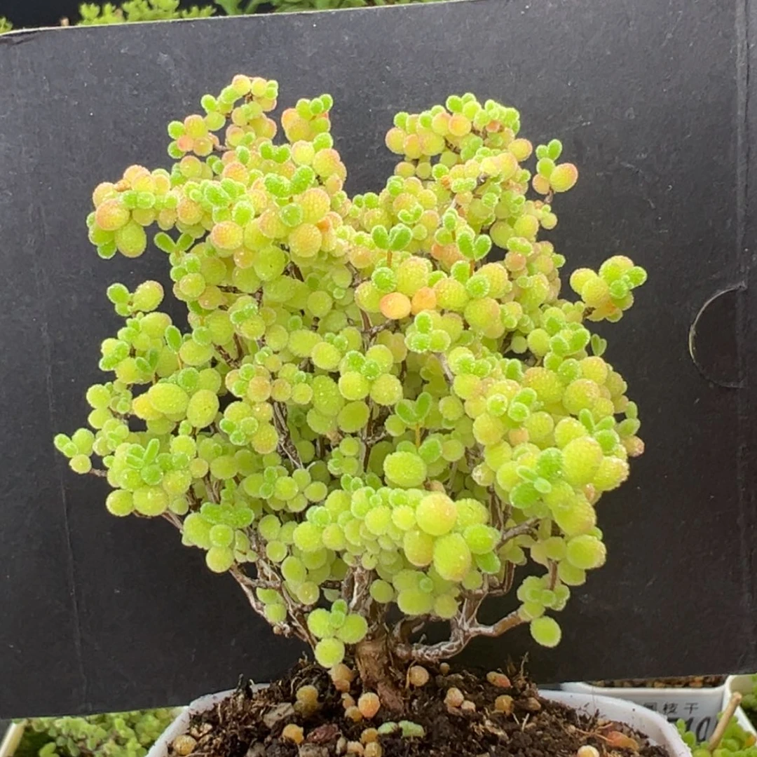 【闪购商品】dy2454蜜橘糖球冠幅6.5cm