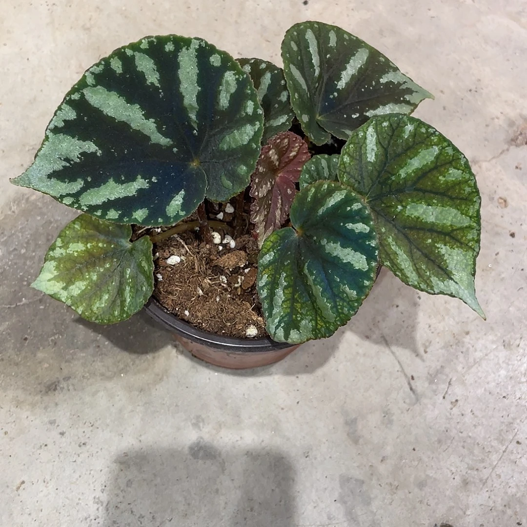无花朵北越秋海棠