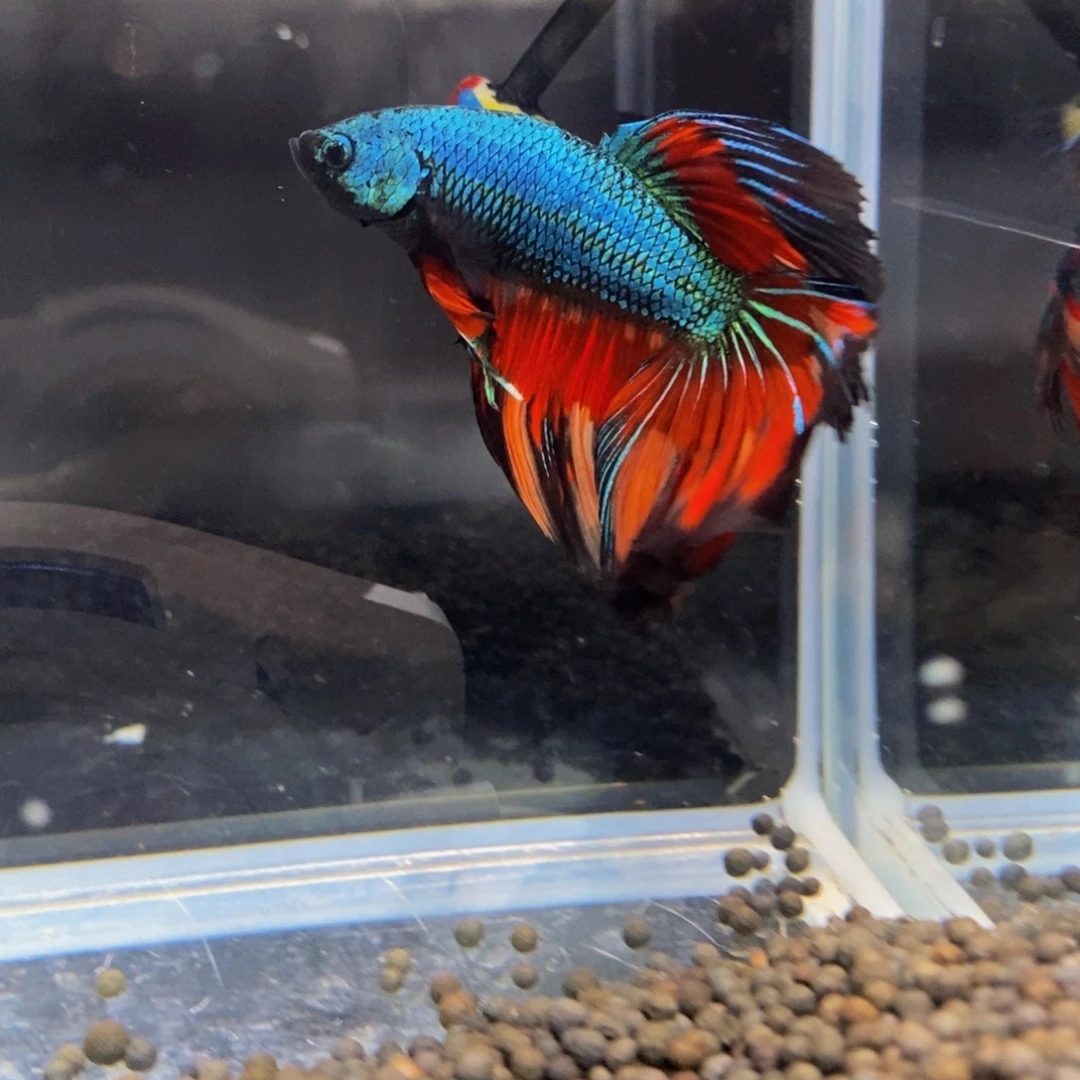 @***川斗鱼421巨斗11111