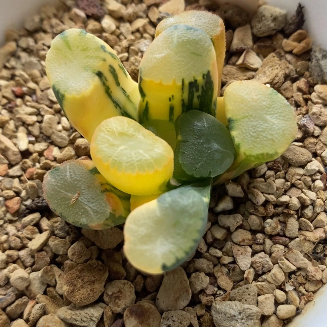 210万象锦一物一拍