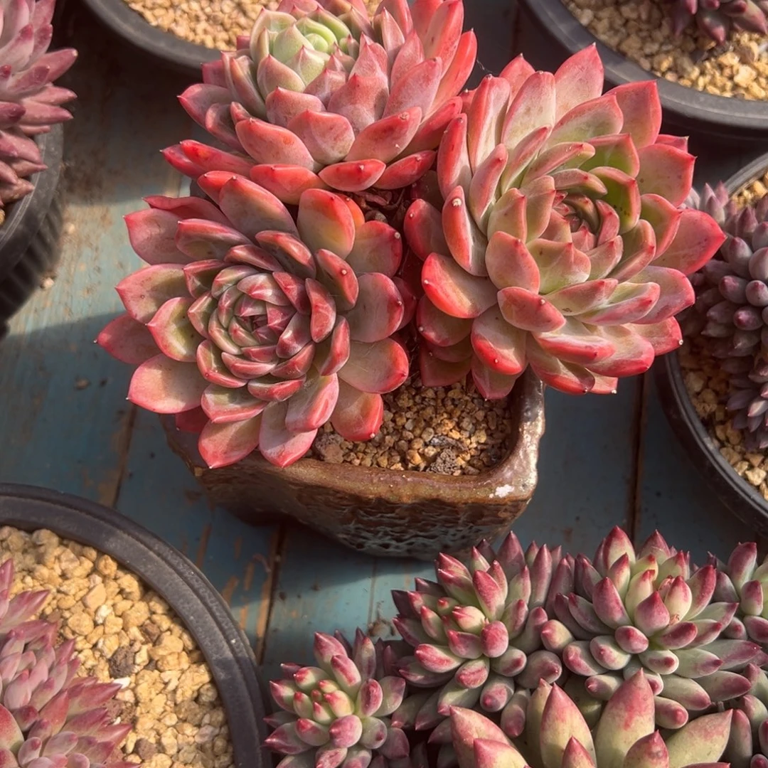 精品多肉植物老桩