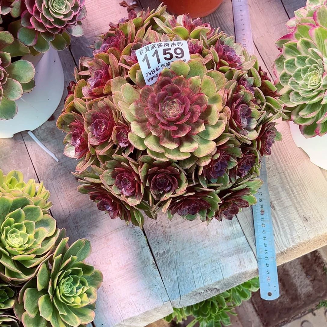 用****81棚红丝绒法师000001159