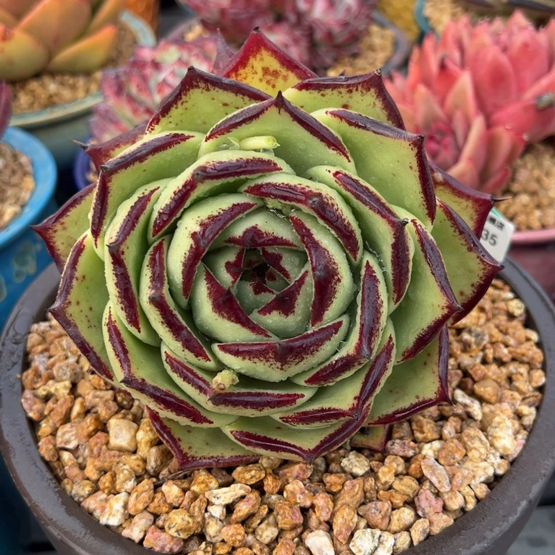 从前慢多肉精选编号0217.35