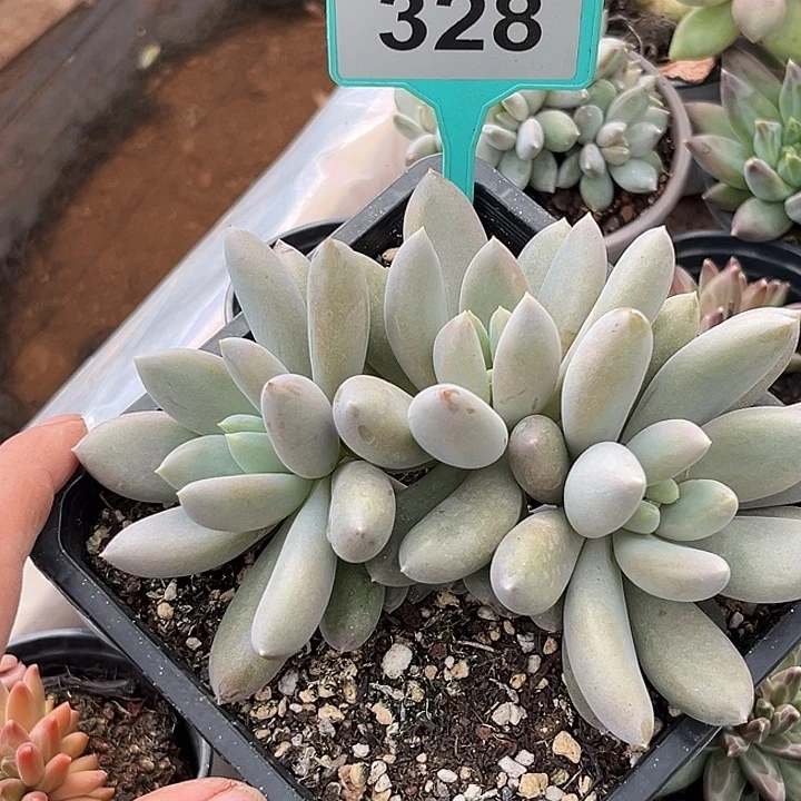 彩体哥特一物一拍328