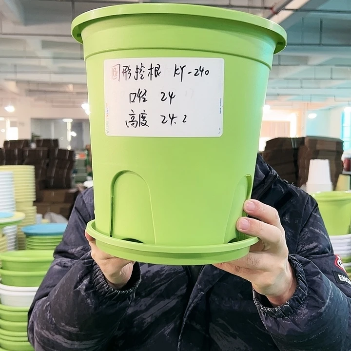 正品圆控口24高24果绿带托5只