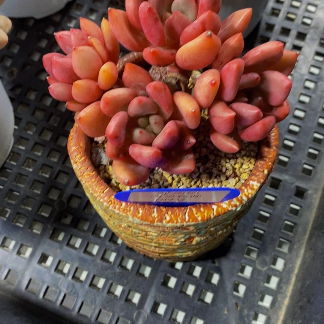 89-精品母本桃花源群一个