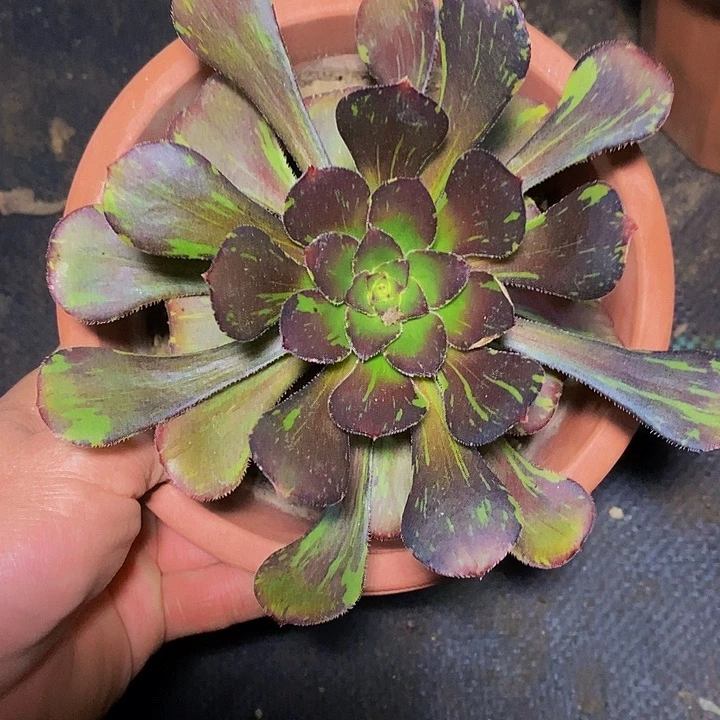 灰体花无缺一圈侧芽