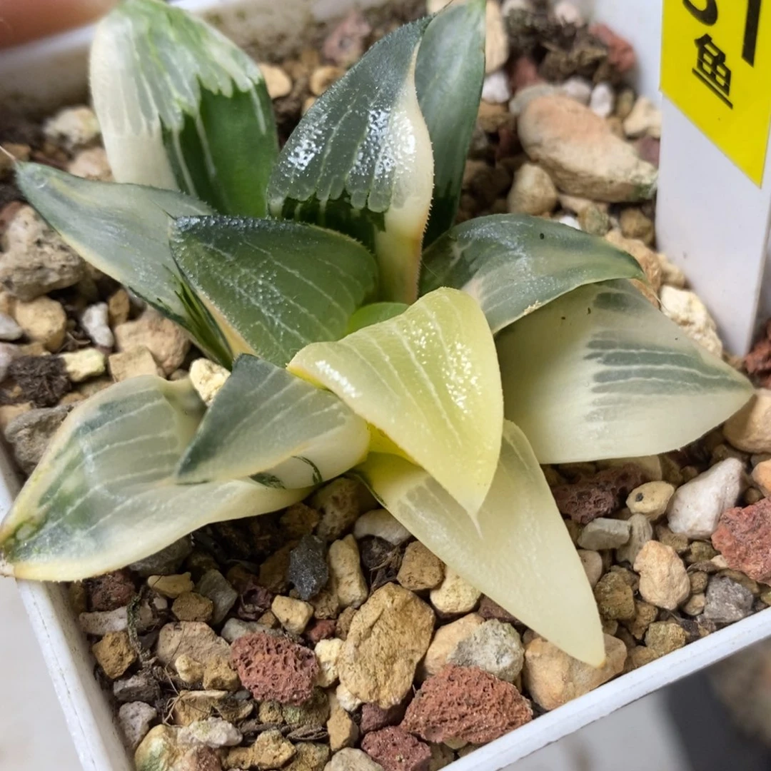 31裹实生克锦一物一拍