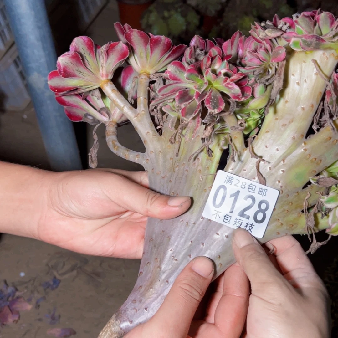 无根多肉植物香奶奶 缀0128