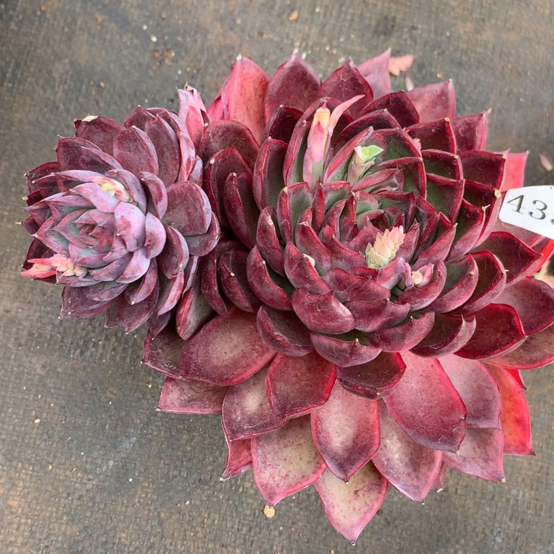 4355杂交精品基地14厘米